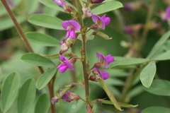 Tephrosia purpurea